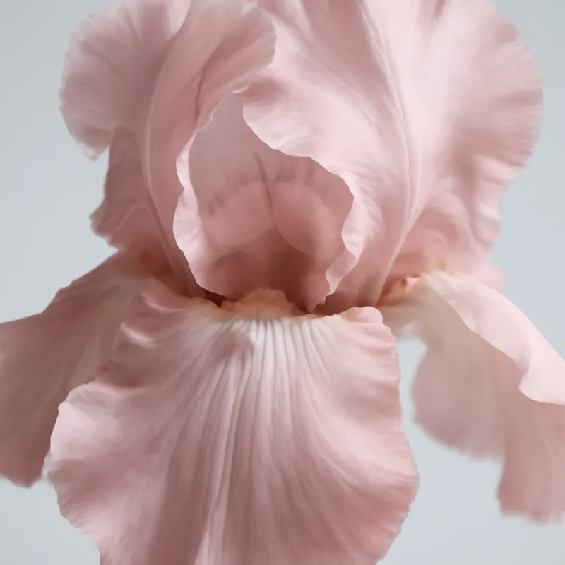 Iris - roze – afbeelding 2