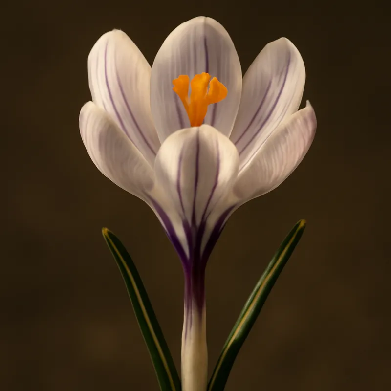 Krokus - klassiek
