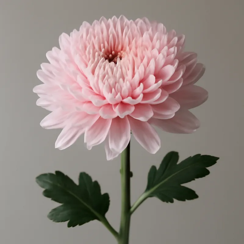Chrysant - roze – afbeelding 1