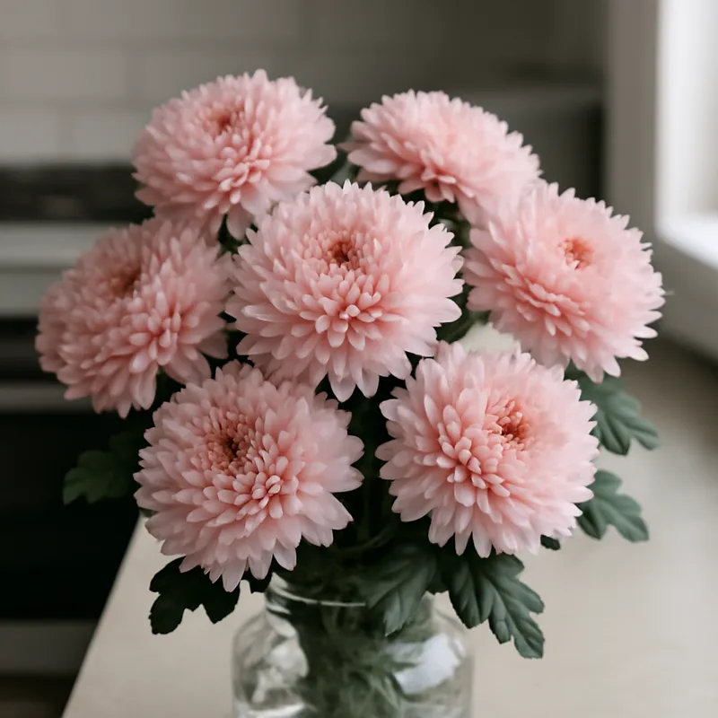 Chrysant - roze – afbeelding 3