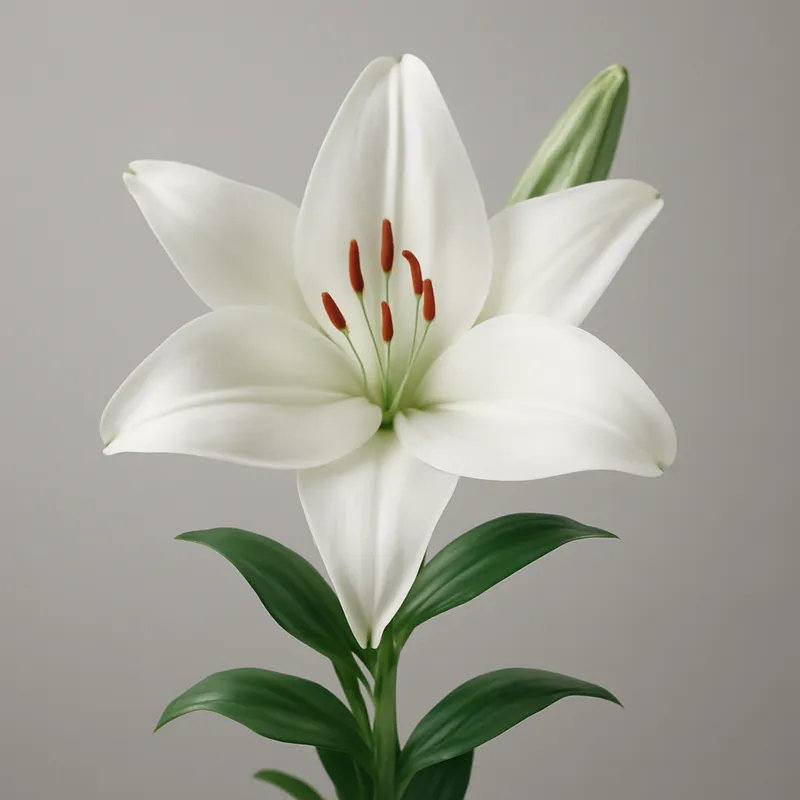 Lelie - wit