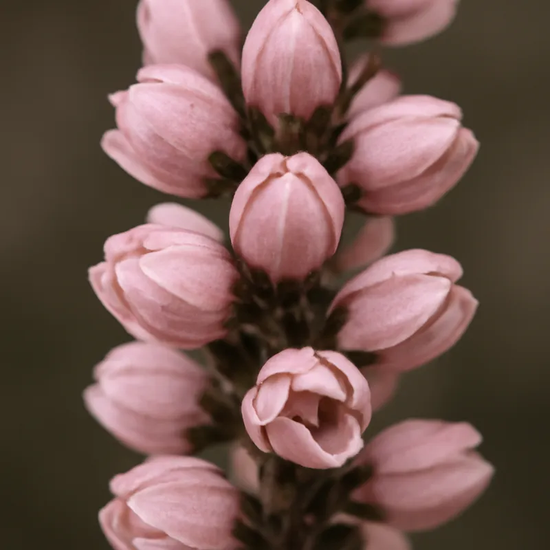 Ljung - roze – afbeelding 2