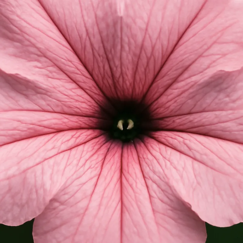 Petunia - roze – afbeelding 2