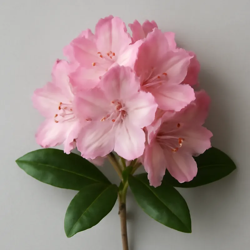 Rhododendron - roze – afbeelding 1