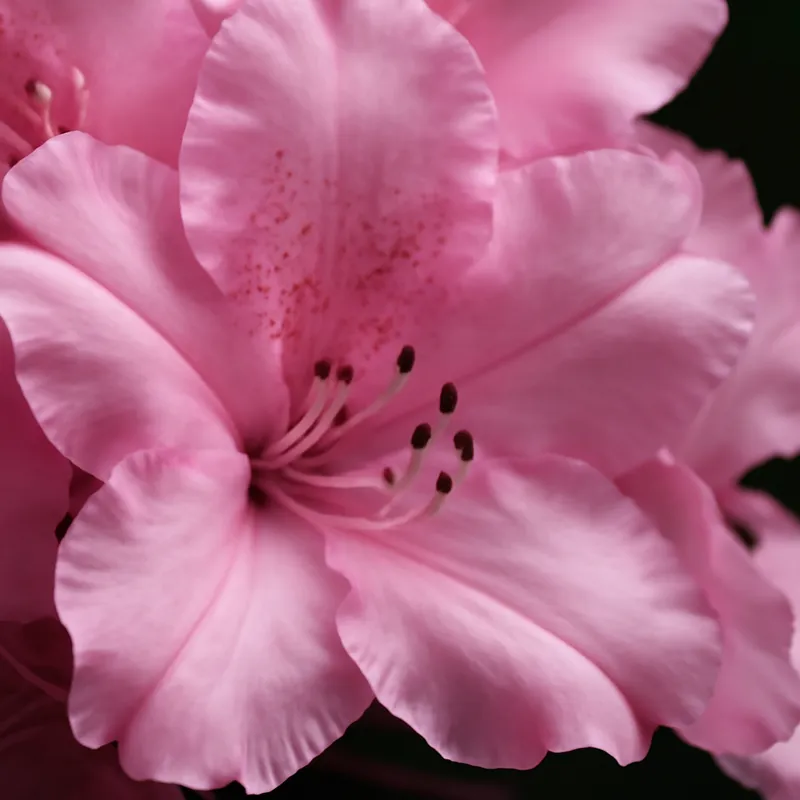 Rhododendron - roze – afbeelding 2
