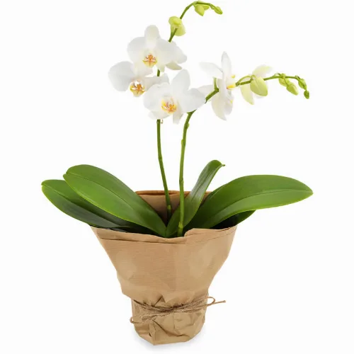 Witte orchidee