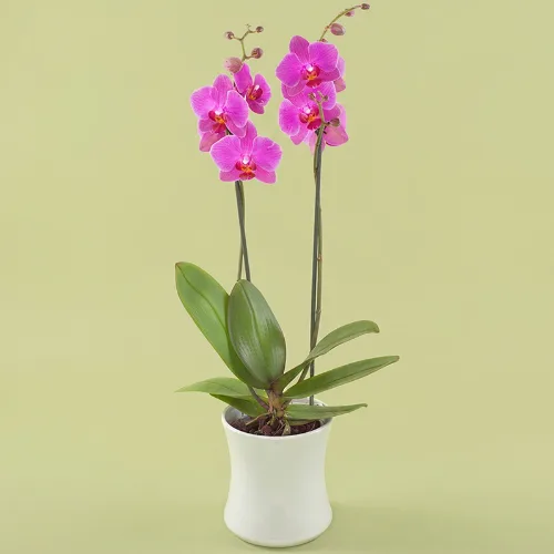 Roze orchidee in pot