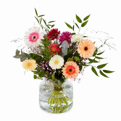 Glorieuze Gerbera